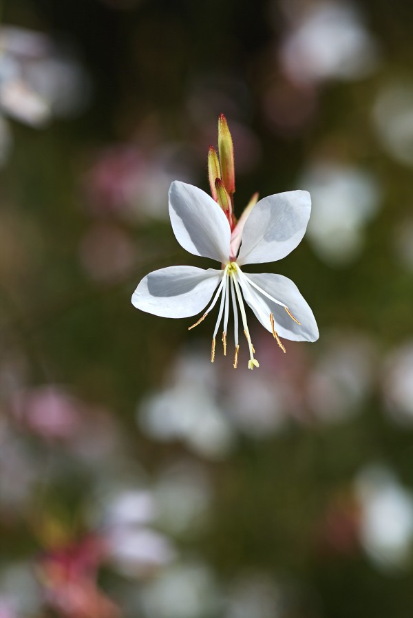 Butterfly Flower Flight by Joy Watson